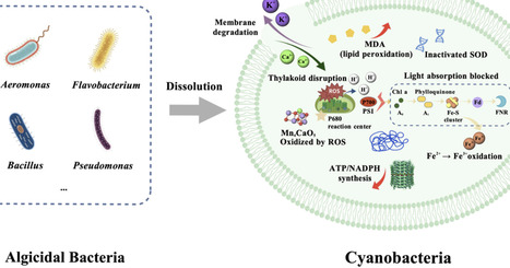 Microorganism-Based Strategies for the Control of Cyanobacterial Blooms: A Review of Recent Progress | mdpi | RMH | Scoop.it