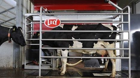 La robotisation laitière rend-elle plus heureux ? | Lait de Normandie... et d'ailleurs | Scoop.it