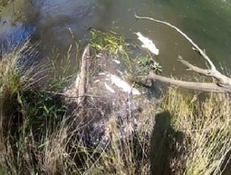 Bass fishers take up fight to save toxic creek / Fishingworld.com.au du 12.02.2015 | Pollution accidentelle des eaux par produits chimiques | Scoop.it