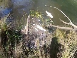 Bass fishers take up fight to save toxic creek / Fishingworld.com.au du 12.02.2015 | Pollution accidentelle des eaux (+ d&eacute;chets plastiques) | Scoop.it