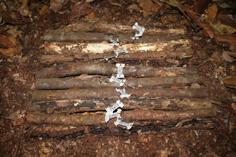 Cycle du carbone : les insectes et le climat jouent un rôle clé dans la décomposition du bois mort | EntomoNews | Scoop.it