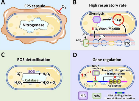 Exploring Azotobacter: A Nitrogen-Fixing Microorganism as a Powerhouse for Sustainable and Green Ammonia Synthesis | RMH | Scoop.it