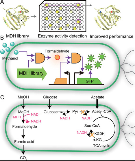 Advances in synthetic biology for engineering methylotrophic microbial cell factories | jbac | RMH | Scoop.it