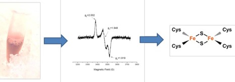 Arabidopsis thaliana DGAT3 is a [2Fe-2S] protein involved in TAG biosynthesis (IJPB, SPS) | Life Sciences Universit&eacute; Paris-Saclay | Scoop.it