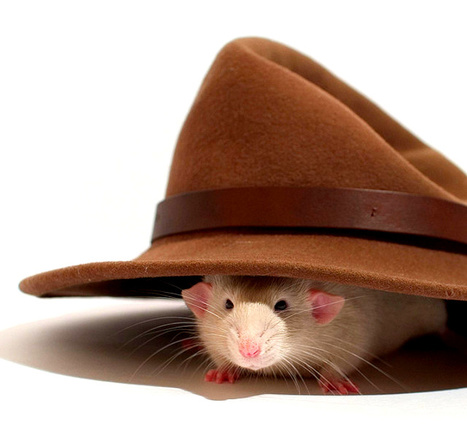 Des RATs déguisés sur nos ordinateurs ? | Panoptinet | Intervalles | Scoop.it