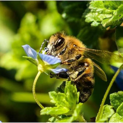Plan pollinisateurs : l'Etat doit revoir sa copie - UNAF | Gestion Durable des Ressources | Scoop.it