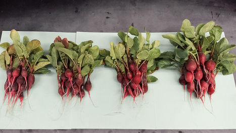 Genetically engineered microbes make their own fertilizer, could feed the world’s poorest | Life Sciences Université Paris-Saclay | Scoop.it