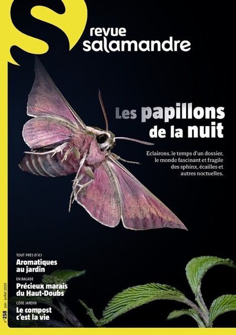 Voici les papillons de la nuit avec la Revue Salamandre n° 258 | Variétés entomologiques | Scoop.it