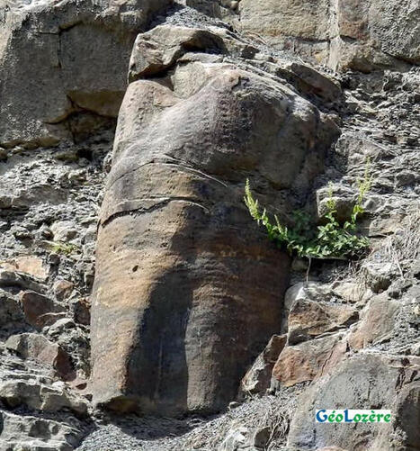 Passion Occitanie | Au nord de La Grand Combe, la for&ecirc;t fossile de Champclauson montre des troncs de foug&egrave;res g&eacute;antes du Carbonif&egrave;re (300 millions d&rsquo;ann&eacute;es) en pos... | Lablach&egrave;re, Sud Ard&egrave;che | Scoop.it