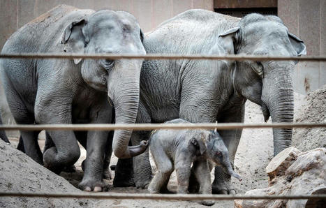 Bangladesh : Le pays interdit l’élevage d’éléphants en captivité | Biodiversité - @ZEHUB on Twitter | Scoop.it