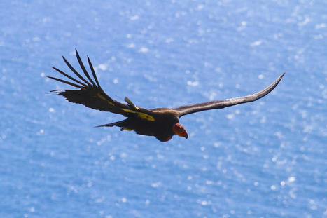 Banned DDT and PCBs Still Threaten Critically Endangered California Condors - EcoWatch.com | Agents of Behemoth | Scoop.it