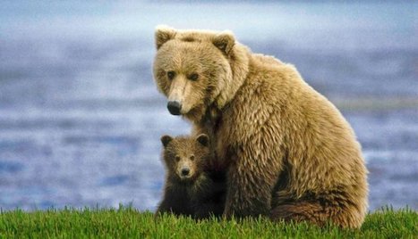 What Does it Take to Become an Effective Conservation Photographer? | Coastal Restoration | Scoop.it