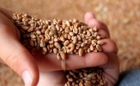 Alg&eacute;rie: C&eacute;r&eacute;ales: introduction de nouvelles vari&eacute;t&eacute;s de semences &agrave; haut rendement | MED-Amin network | Scoop.it