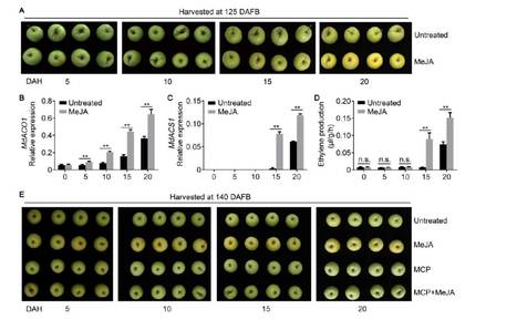 The Jasmonate-Activated Transcription Factor MdMYC2 Regulates ETHYLENE RESPONSE FACTOR and Ethylene Biosynthetic Genes to Promote Ethylene Biosynthesis during Apple Fruit Ripening | The Plant Cell | Scoop.it