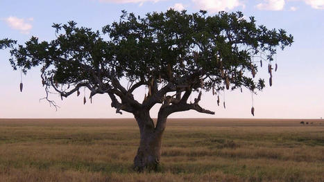 Zimbabweans barking up the wrong tree with ‘silly’ English names | Metaglossia: The Translation World | Scoop.it