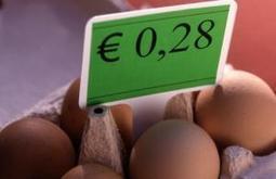 Mises en place massives de poules en 2012 » La surproduction française fait plonger les prix des œufs - Actualité 06-06-2013 - REUSSIR AVICULTURE | SCIENCES DE L' ANIMAL | Scoop.it