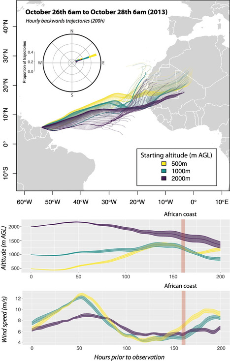 Premières preuves de traversée d'un grand océan par des insectes : des Belles-Dames ont franchi l'Océan Atlantique Sud en 5 à 8 jours, sur une distance de 4 200 km à 7 000 km, avec l'aide du vent | EntomoNews | Scoop.it