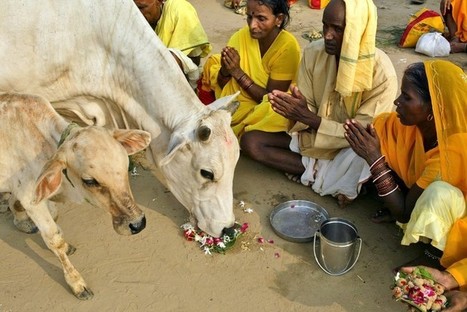 Pourquoi la vache est-elle sacrée en Inde ? | Lait de Normandie... et d'ailleurs | Scoop.it