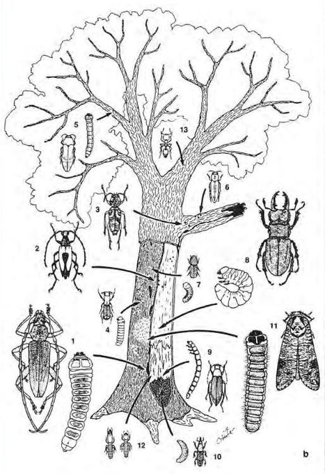 Les articles anciens de la revue 'Insectes' (Revue d'écologie et d'entomologie de l'Office pour les insectes et leur environnement) | Insect Archive | Scoop.it