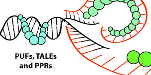 Modular recognition of nucleic acids by PUF, TALE and PPR proteins - Molecular BioSystems | TAL effector science | Scoop.it