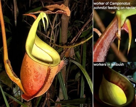 Des plantes carnivores offrent le gîte à des fourmis en échange de leur protection et de leurs excréments. | GuruMeditation | EntomoNews | Scoop.it