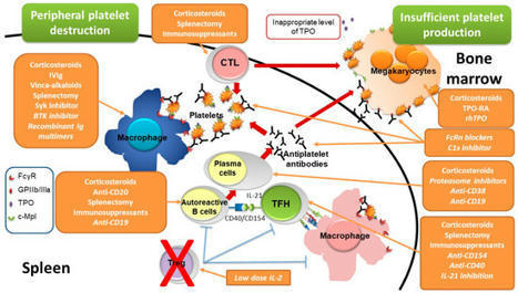 JCM | Free Full-Text | Emerging Therapies in Immune Thrombocytopenia | Hematology | Scoop.it