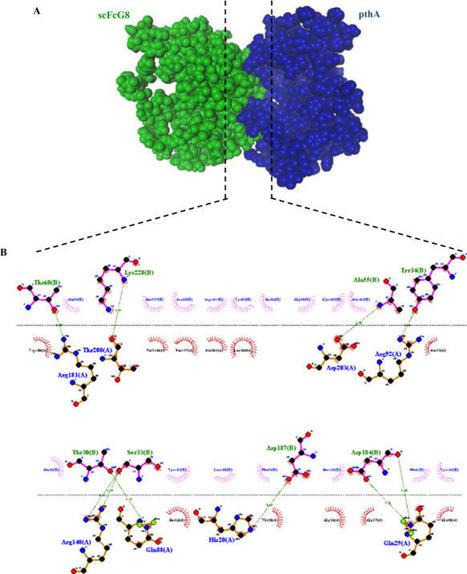 Transient expression of an scFvG8 antibody in plants and characterization of its effects on the virulence factor pthA of Xanthomonas citri subsp. citri - Transgenic Research | TAL effector science | Scoop.it