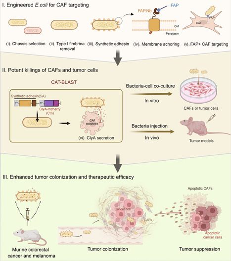 CAT-BLAST: Engineered bacteria for robust targeting and elimination of cancer-associated fibroblasts | iMeta | RMH | Scoop.it