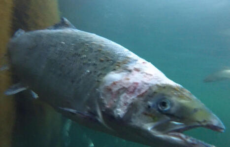 « Les saumons d’élevage sont empilés comme des poulets en batterie »… La face immergée du poisson préféré des Français | Biodiversité - @ZEHUB on Twitter | Scoop.it