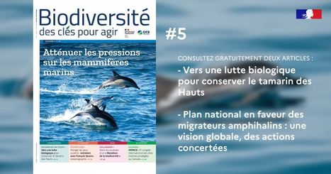 Comment agir pour la protection des mammifères marins ?