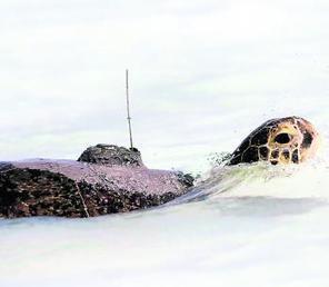 Des balises Argos au secours  des espèces menacées | Biodiversité | Scoop.it