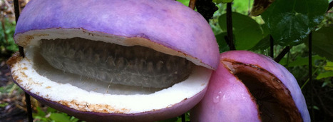 Fruit You Won&rsquo;t Find Outside Of Japan | The Asian Food Gazette. | Scoop.it