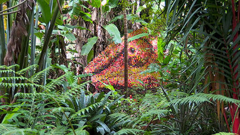 Journée mondiale de la biodiversité : l’île de La Réunion est unique en son genre - LINFO.re | Histoires Naturelles | Scoop.it