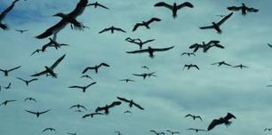 Quels sont les liens entre faune sauvage, biodiversit&eacute; et sant&eacute;&nbsp;? | Plan&egrave;te, Nature et Biodiversit&eacute; | Scoop.it
