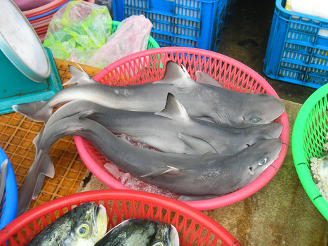 New Shark Species Found in Food Market | No Such Thing As The News | Scoop.it