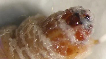 Découverte d'une nouvelle espèce d'un minuscule ver tueur d'insectes, d'une famille de nématodes utilisés depuis longtemps dans l'agriculture pour lutter contre les insectes parasites | EntomoNews | Scoop.it