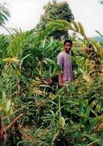L'agriculture peut aussi atténuer le changement climatique | Questions de développement ... | Scoop.it