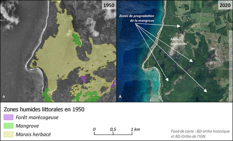 Les mangroves à travers le temps - Pôle-relais Zones Humides Tropicales | Biodiversité | Scoop.it