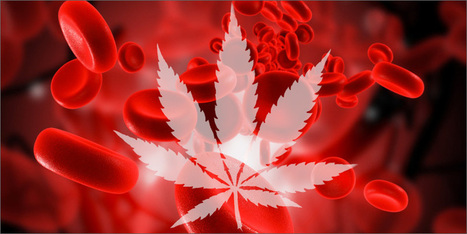 How Long Does Weed Stay In Your System? | Marijuana, Cannabis, Longevity, Legacy | Scoop.it