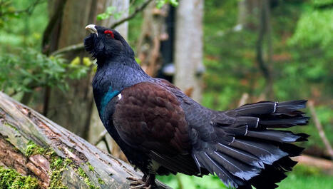 Vosges : le plan de réintroduction du Grand Tétras validé par la justice, les associations envisagent de faire appel - ici | Biodiversité - @ZEHUB on Twitter | Scoop.it