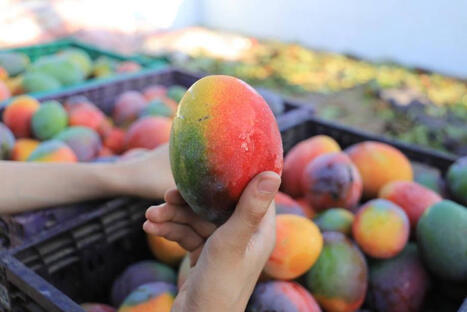 ISRAEL: Agricultural exports face &lsquo;collapse&rsquo; as boycott over Gaza deepens&nbsp; | ASIES | Scoop.it