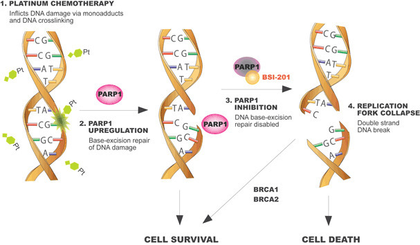 Breakthrough Therapy Designation >> Update on PARP inhibitors including iniparib, o... Breakthrough Therapy Designation >> Update on PARP inhibitors including iniparib, o...