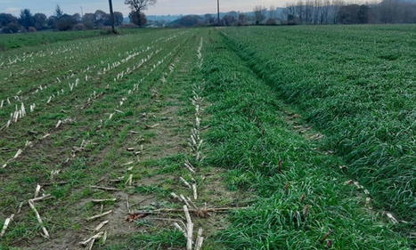 Le drone à l’heure des semis précoces de couverts végétaux - Paysan breton | Pour innover en agriculture | Scoop.it