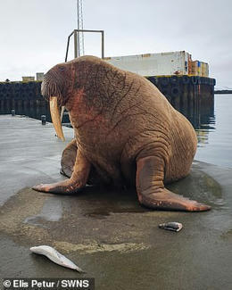 Thor le morse refait surface en Islande près de deux mois après avoir été repéré pour la dernière fois au Royaume-Uni alors qu'il rentrait chez lui | Revue de presse Cétacés | Scoop.it
