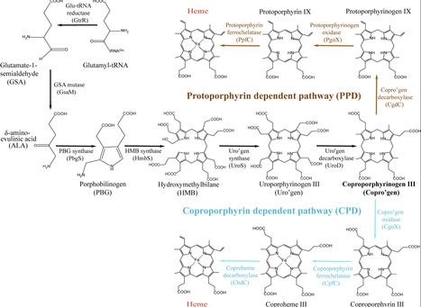 The terminal heme synthetic enzyme, Coproheme Decarboxylase, negatively regulates heme uptake in Mycobacterium tuberculosis | jbc | RMH | Scoop.it