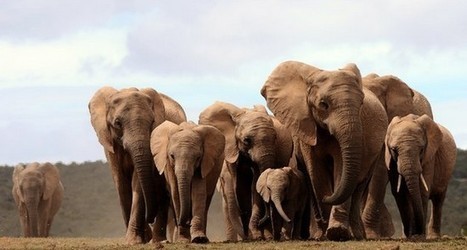 Des drones pour sauver l’éléphant d’Afrique d’une disparition redoutée | Intelligence Web | Scoop.it