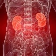 Unduh 64 Koleksi Gambar Ginjal Mengecil Terbaik 