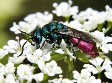 L’urbanisation homogénéise les communautés d’insectes pollinisateurs en France | EntomoNews | Scoop.it