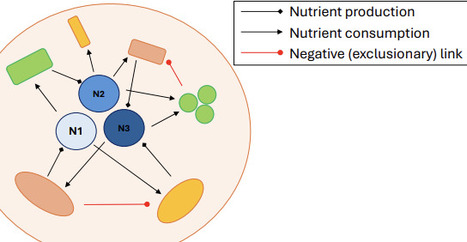 Modeling assembly dynamics and stability of microbial communities | brveco | RMH | Scoop.it
