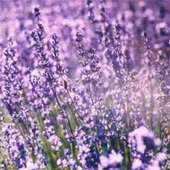 Huile Essentielle de Lavande, le Guide : tout sur les Huiles Essentielles de Lavande | La Cabane aux Arômes | Scoop.it